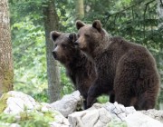 Slovenian-Bears-11