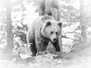 Slovenian-Bears-12