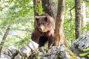 Slovenian-Bears-17