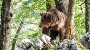 Slovenian-Bears-18