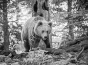 Slovenian-Bears-19