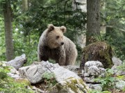 Slovenian-Bears-3