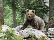 Slovenian-Bears-4