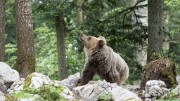 Slovenian-Bears-5