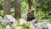 Slovenian-Bears-6