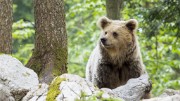 Slovenian-Bears-7