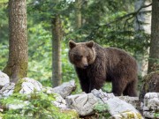 Slovenian-Bears-8