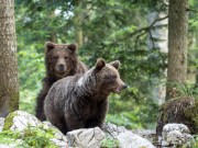 Slovenian-Bears-9
